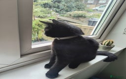 Mixed Breed cats for sale: Robin & Rosie - Image 4