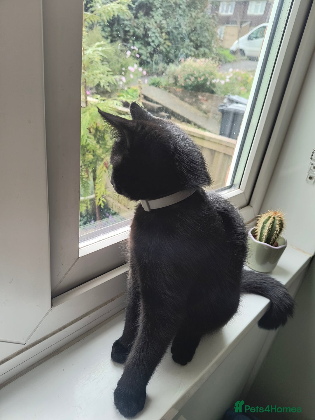 Mixed Breed cats for sale: Robin & Rosie - Image 4
