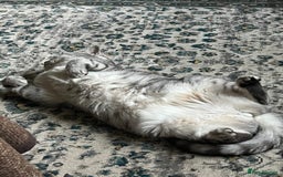 British Shorthair cats for sale: Meet Misty - Image 2