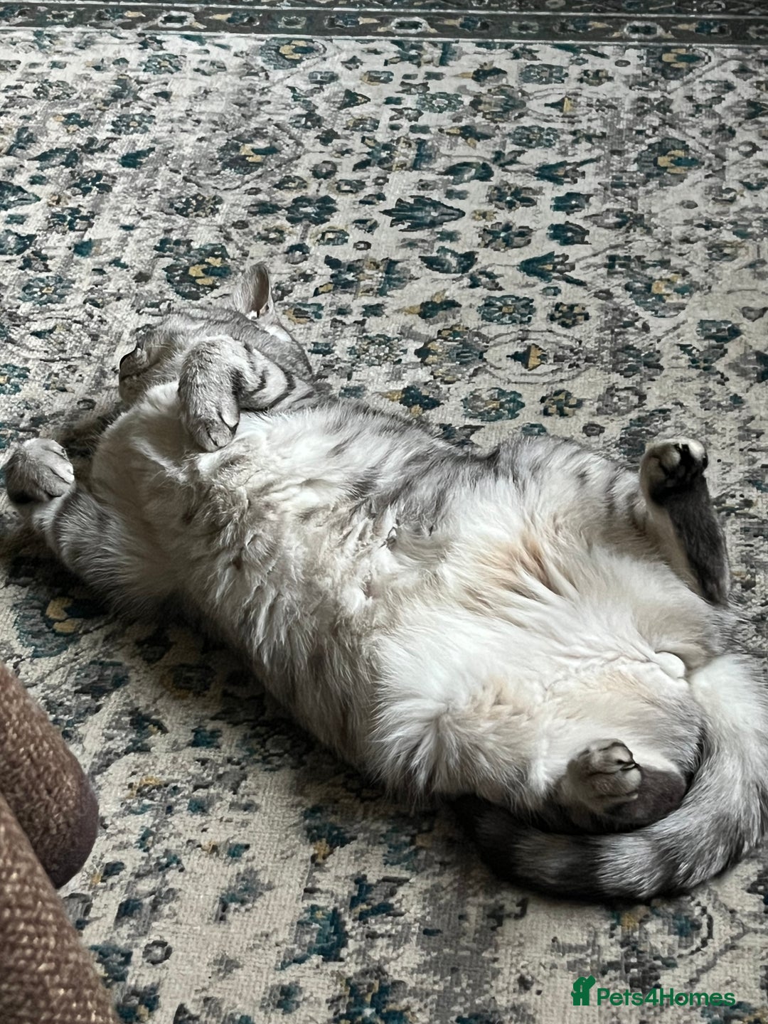 British Shorthair cats for sale: Meet Misty - Image 2