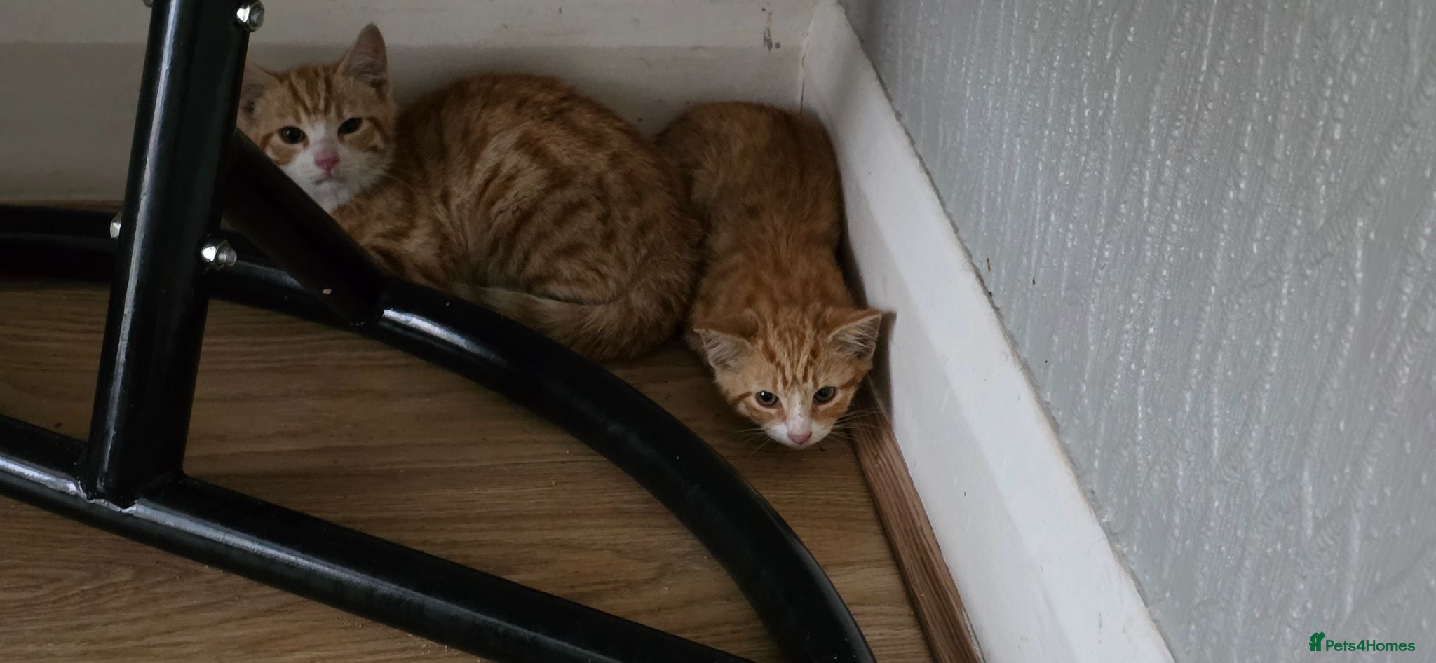 Mixed Breed cats !!!Free!!! Two ginger boy - Advert 16