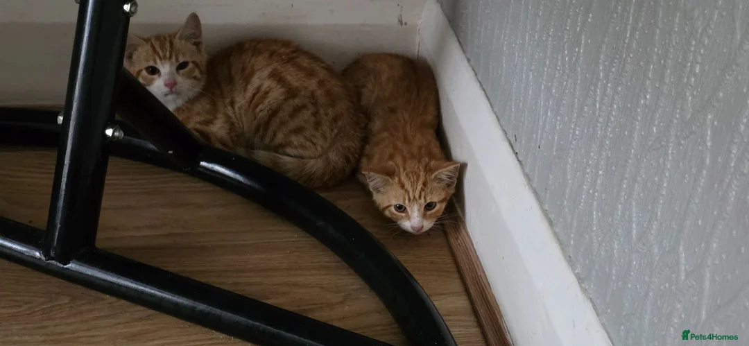 Mixed Breed cats for sale: !!!Free!!! Two ginger boy - Advert 1