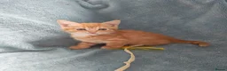 Mixed Breed cats for sale: GINGER BOYS VIDEOS - Advert 16