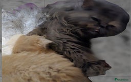 Persian cats for sale: GCCF REGISTERED KITTENS CHAMPION LINES - Image 9