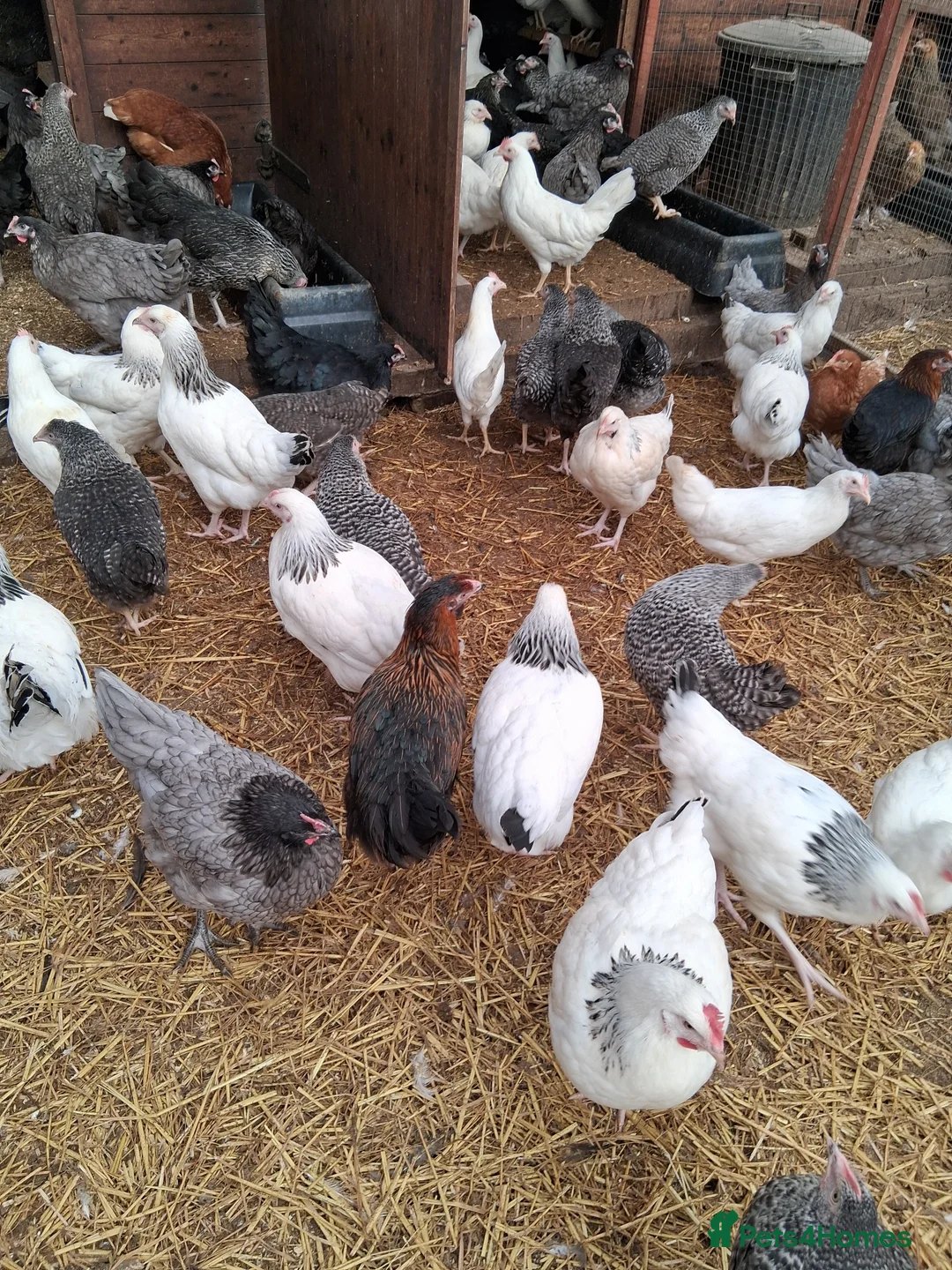 Chickens poultry for sale: Coloured hybrid pullets  - Advert 1