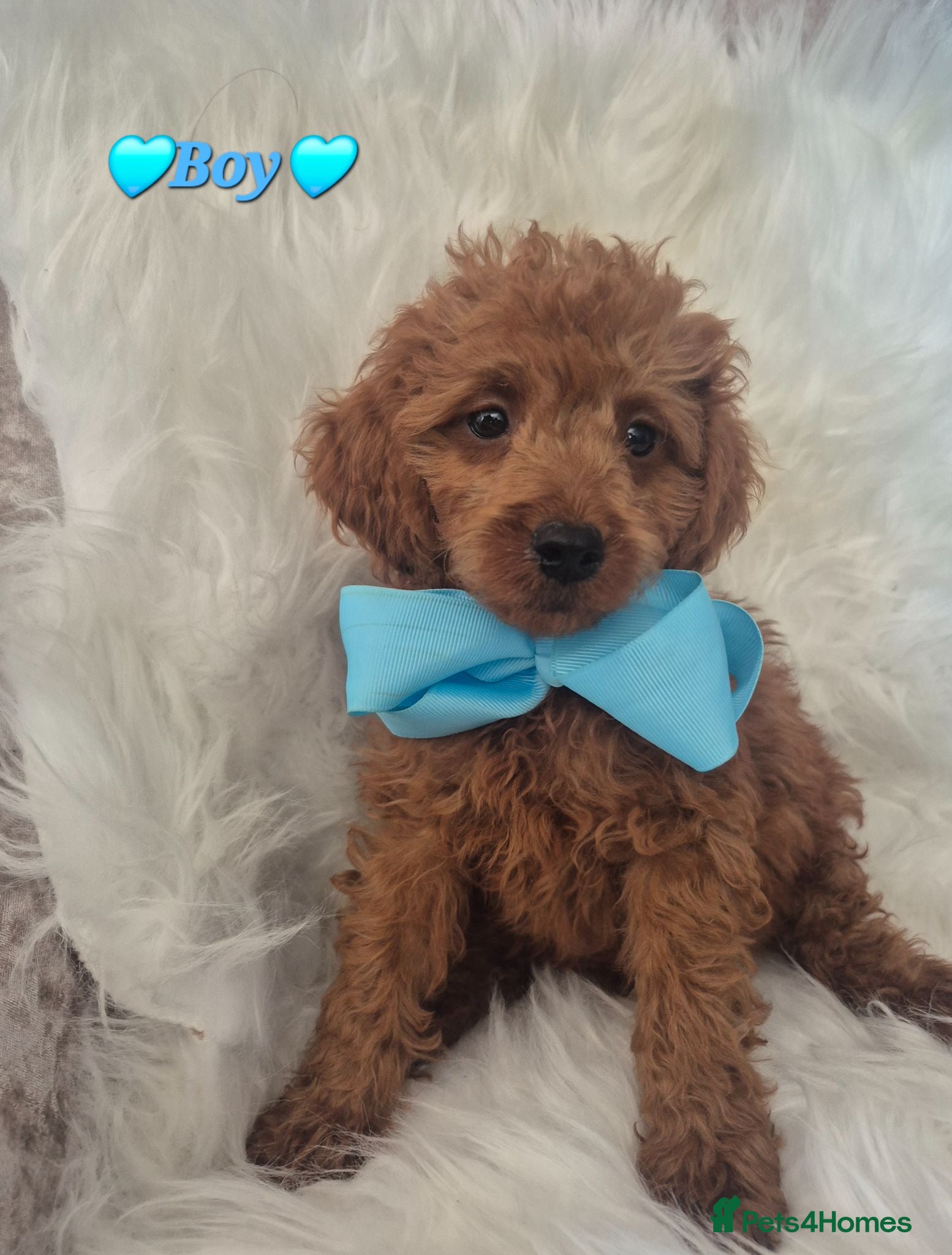Cavapoo dogs 🧡CAVAPOO PUPPIES EXTENSIVELY DNA HEALTH TESTED🧡  - Advert 1