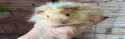 Guinea Pig rodents for sale: Beautiful mixed litter of Lunkarya babies  - Advert 6