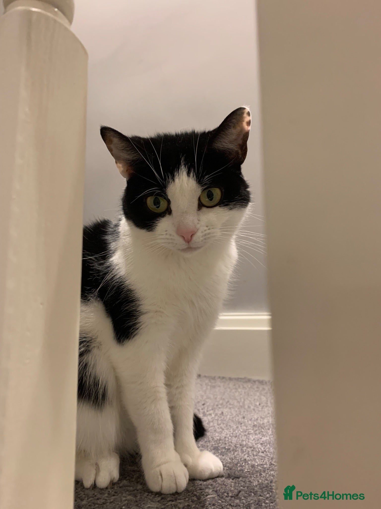 Mixed Breed cats Loving Home Wanted - Advert 11