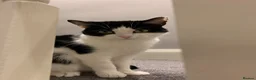 Mixed Breed cats for sale: Loving Home Wanted in Glossop - Advert 1
