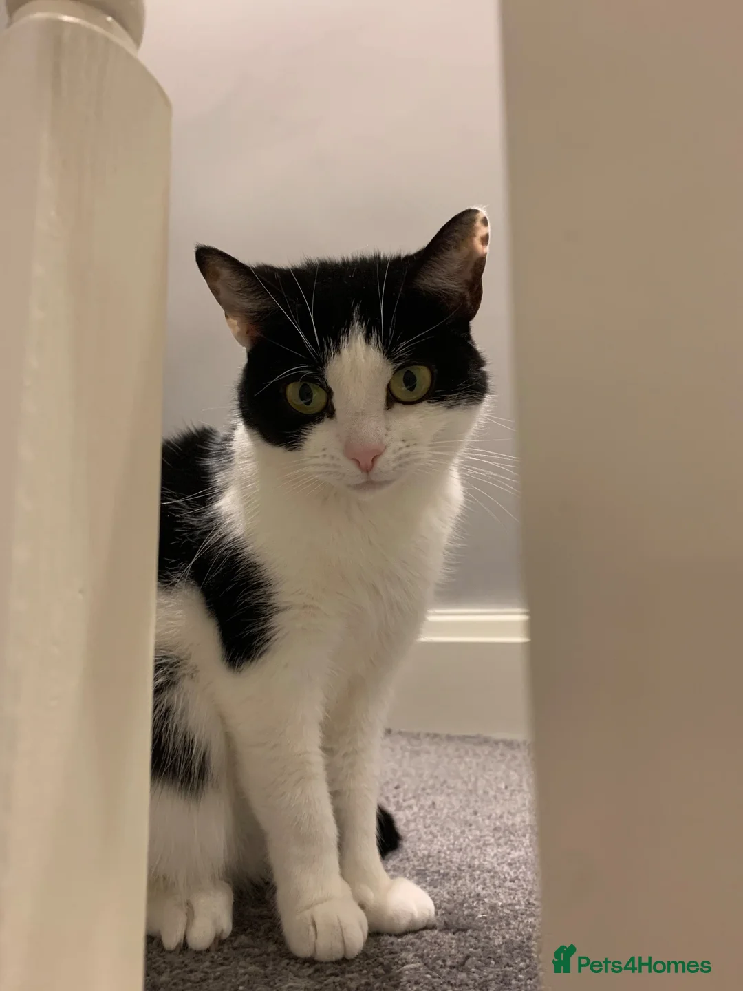 Mixed Breed cats for sale: Loving Home Wanted in Glossop - Advert 1