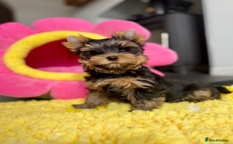 Yorkshire Terrier dogs - Advert 1