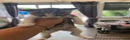 Mixed Breed cats for sale: 2 female tabby kittens  - Advert 7