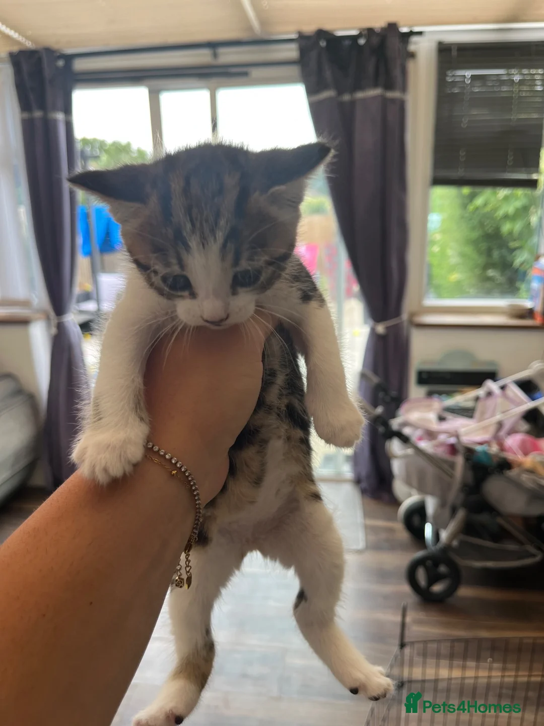 Mixed Breed cats for sale: 2 female tabby kittens  - Advert 7