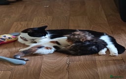 Mixed Breed cats for sale: Beautiful Kitten - Image 6