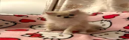 Pomeranian dogs for sale: 2 Beautiful Boy Pomeranian Puppies in Esher - Advert 3