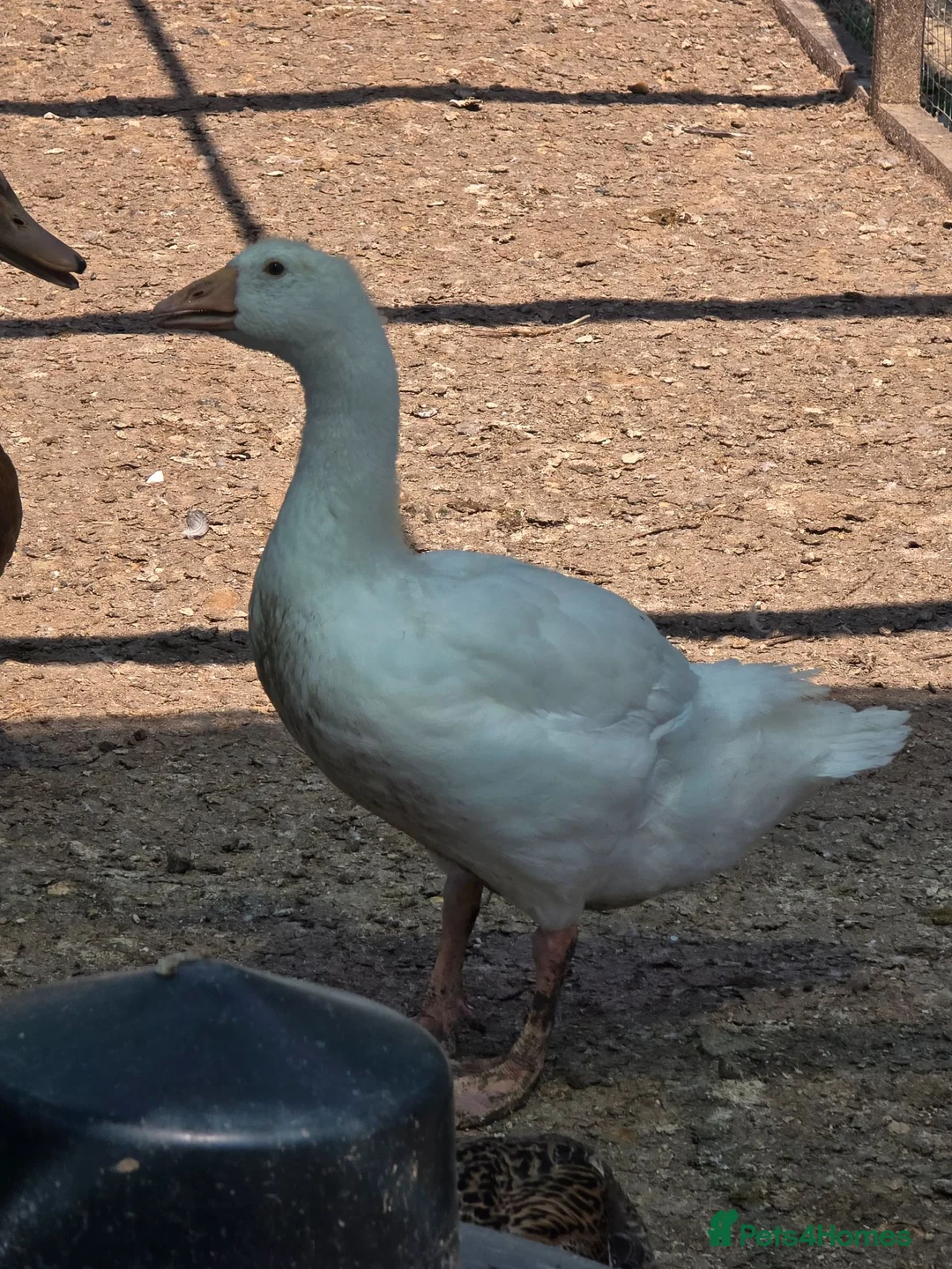Geese poultry for sale: Smooth Sebastopol male gosling  - Advert 2