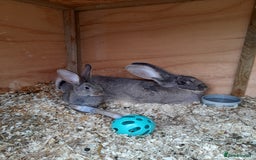 Continental Giant rabbits for sale: Beautiful Giant Continental Babies - Image 2