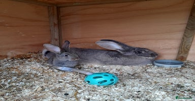 Continental Giant rabbits - Advert 6