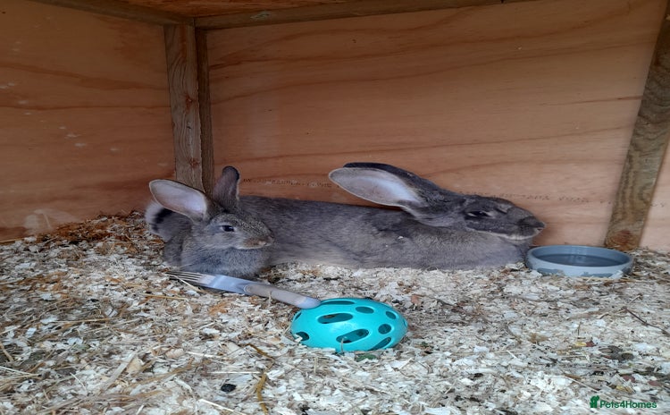 Continental Giant rabbits - Advert 1