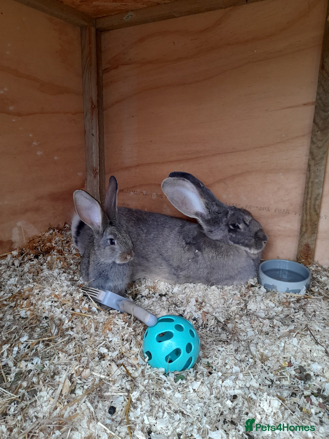 Continental Giant rabbits for sale: Beautiful Giant Continental Babies - Image 2