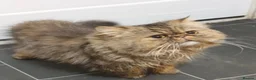 Exotic cats for sale: Exotic Persians  - Advert 14