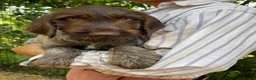 Mixed Breed dogs for sale: German Wirehaired pointer - Advert 3