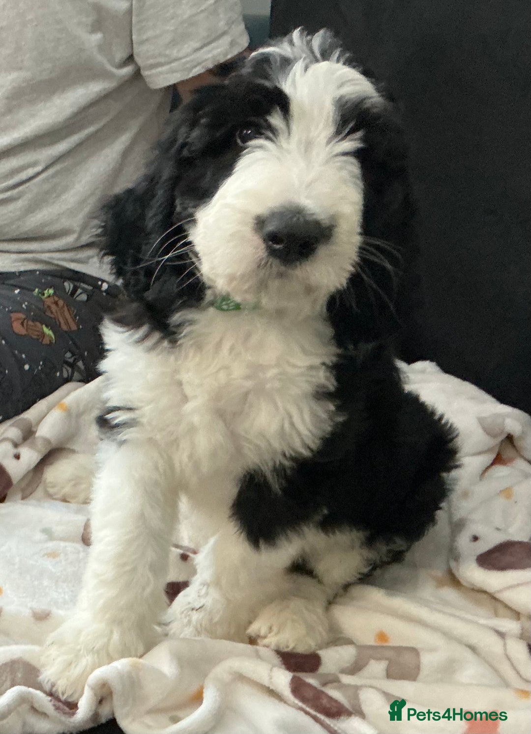 Sheepadoodle dogs for sale: Stunning Sheepadoodle puppies - Image 29