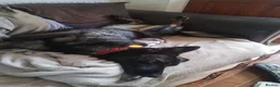 German Shepherd dogs for adoption: German Shepherd  Looking for a Loving Forever Home - Advert 13