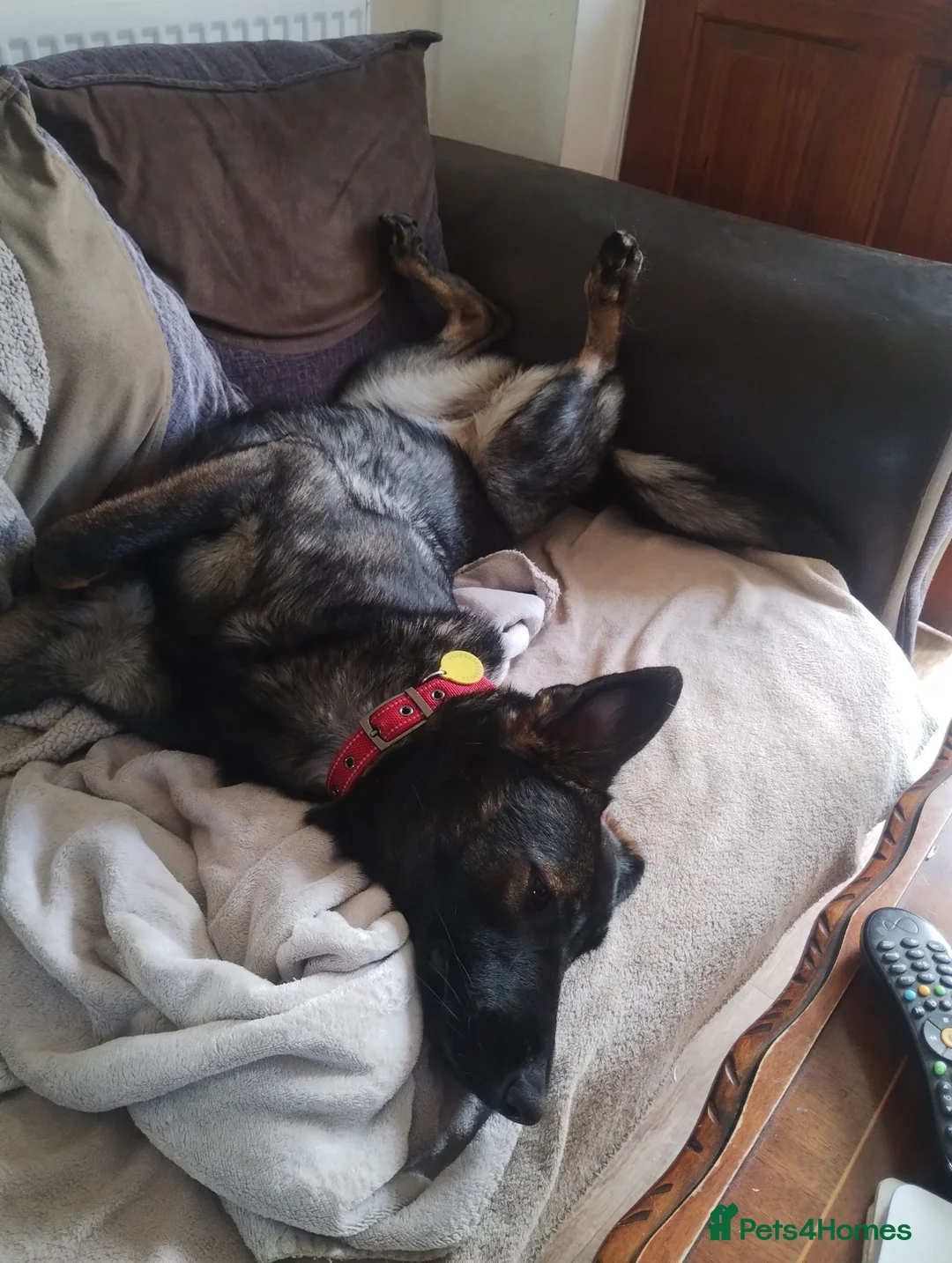 German Shepherd dogs for adoption: German Shepherd  Looking for a Loving Forever Home - Advert 13