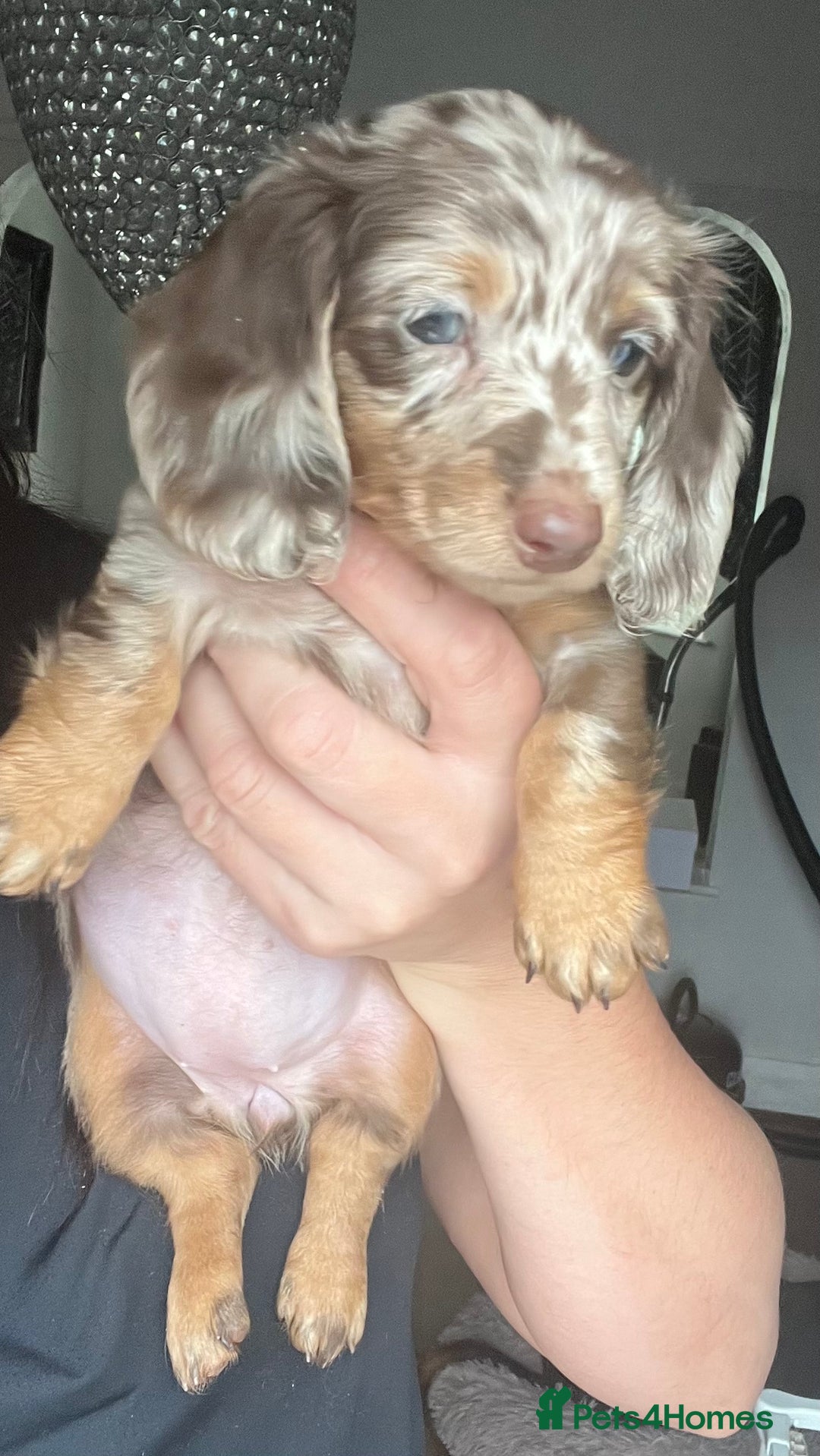 Dachshund dogs for sale: KC miniature dachshund  - Image 9