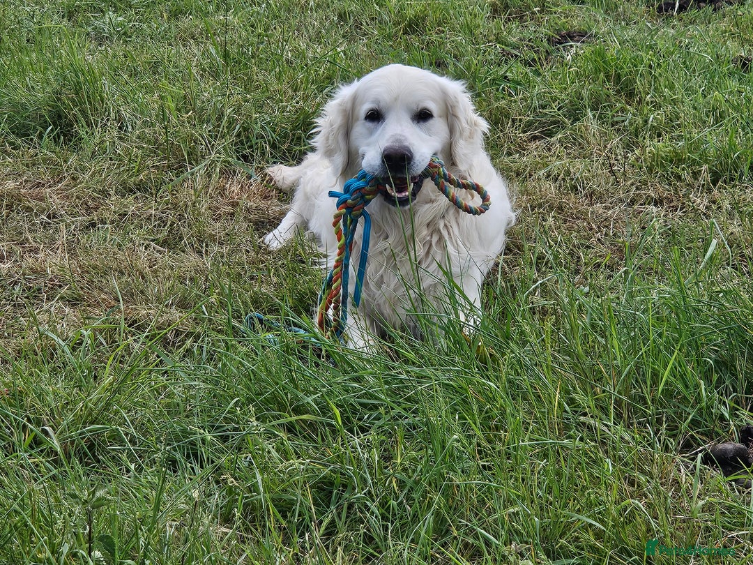 Golden Retriever dogs for sale: Looking for a loving home - Advert 4