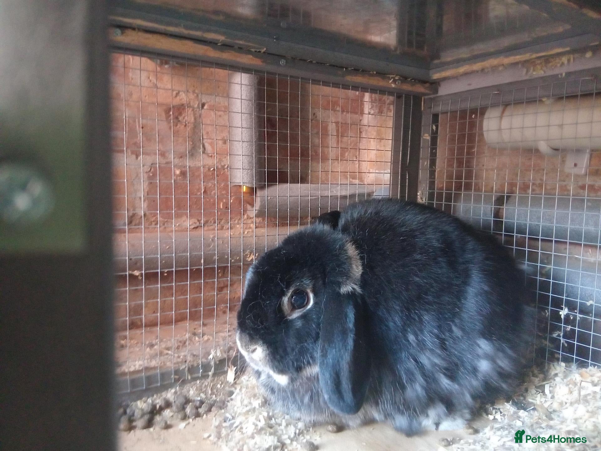 English rabbits 2 rabbits available to good home - Advert 1