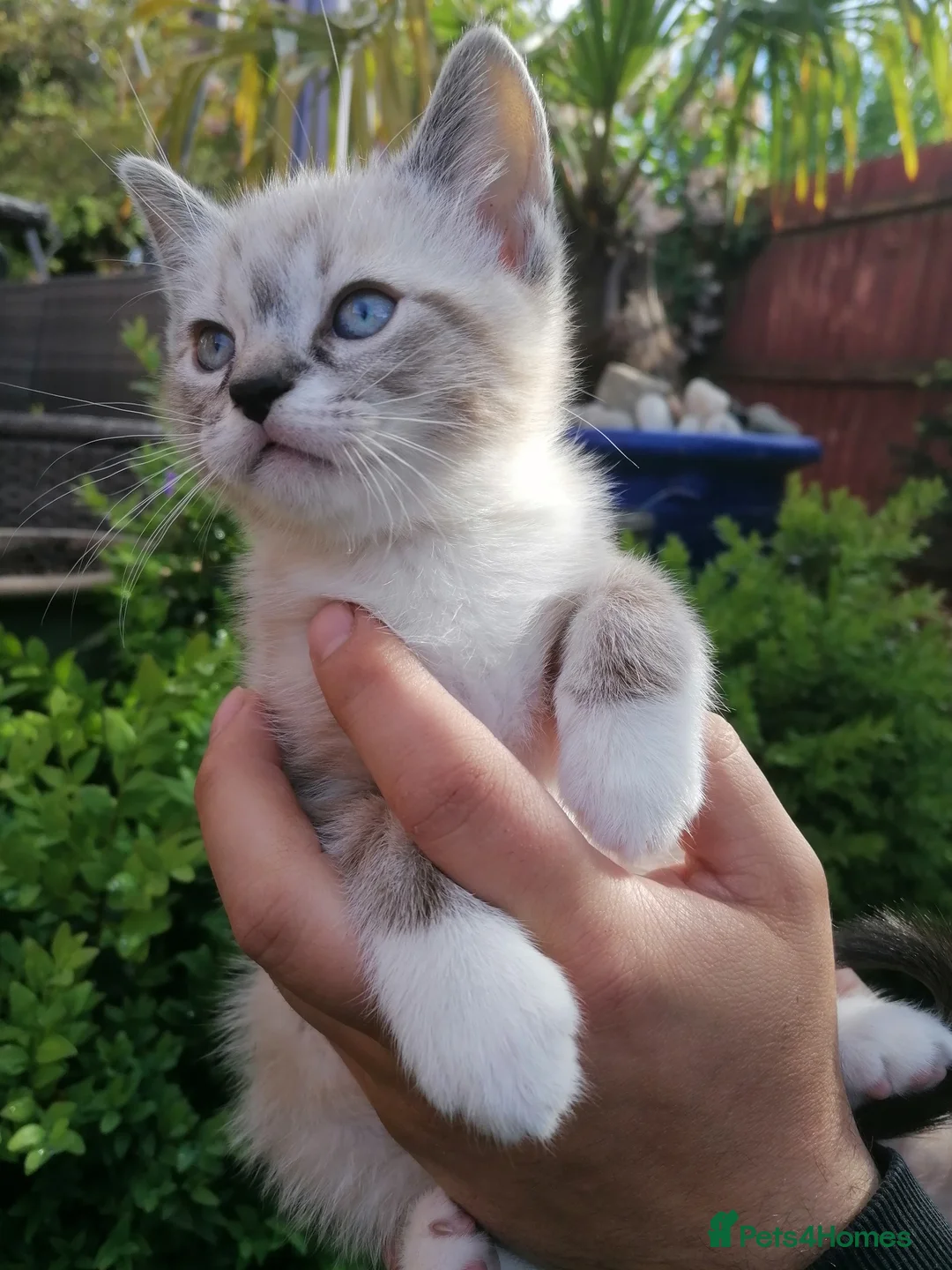 Mixed Breed cats for sale: Sweet Natured Male Kitten Ready now - Advert 1