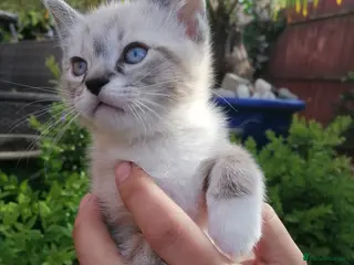 Mixed Breed cats Sweet Natured Male Kitten Ready now - Advert 1