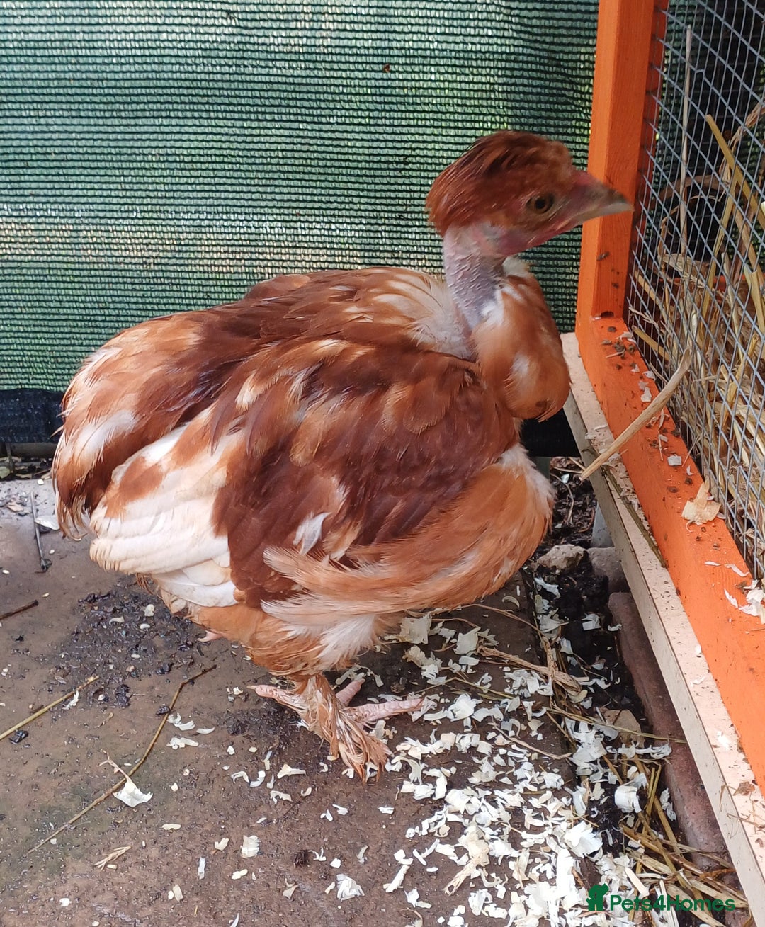 Chickens poultry for sale: Trio of naked neck silkie cross bufford brown - Advert 3