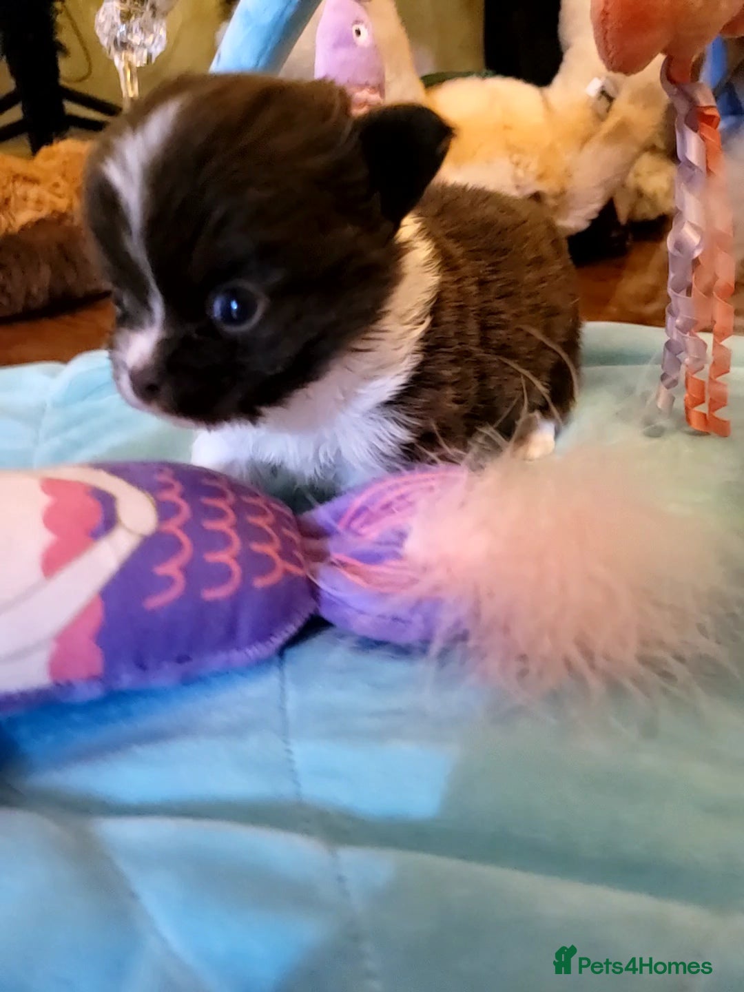 Chihuahua dogs for sale: Beautiful chihuahua babies - Advert 2