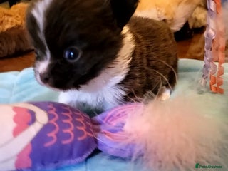 Chihuahua dogs Beautiful chihuahua babies - Advert 2