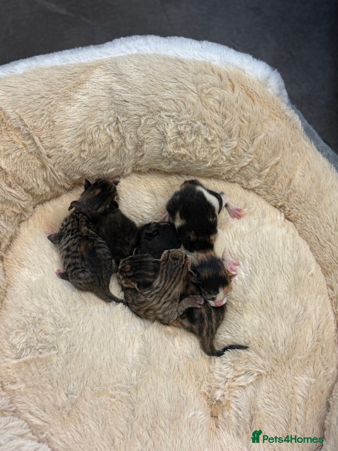 Mixed Breed cats for sale: 5 adorable kittens - Advert 7