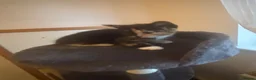 Mixed Breed cats for sale: 4 beautiful kittens in Blackburn - Advert 7