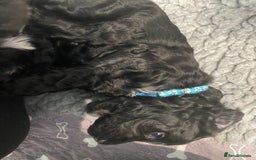 Cockapoo dogs for sale: Cockapoo Puppies for Sale - Image 16