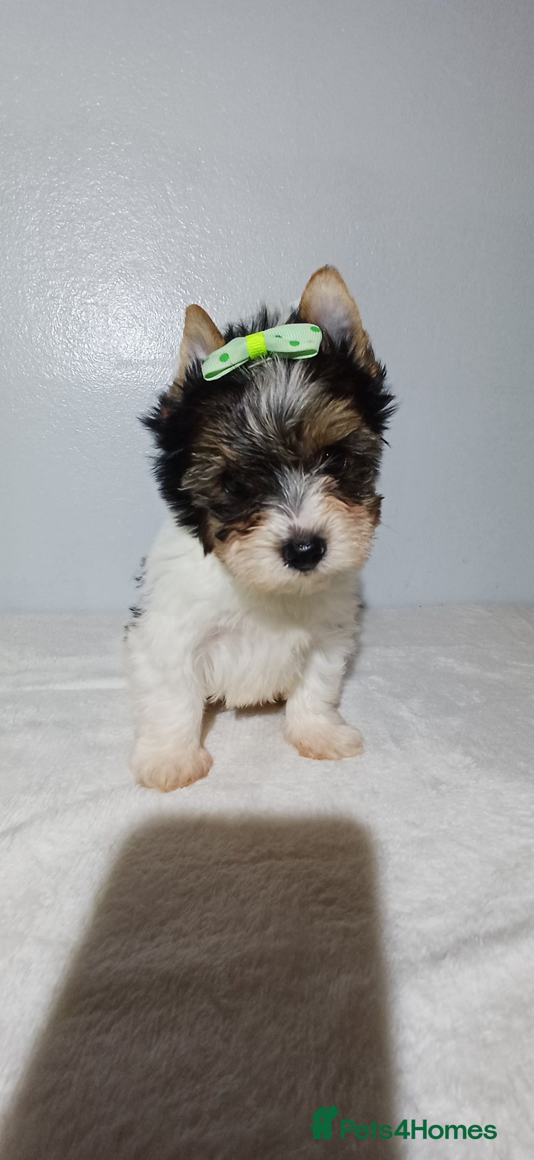 Yorkshire Terrier dogs for sale: 100% Biewer yorkshire-terrier Pedigree  - Advert 26