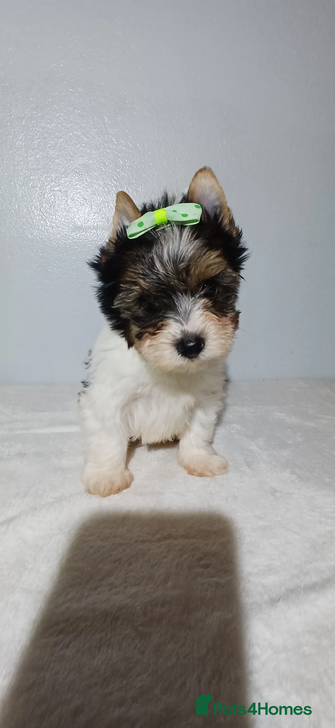 Yorkshire Terrier dogs for sale: 100% Biewer yorkshire-terrier Pedigree  - Advert 26