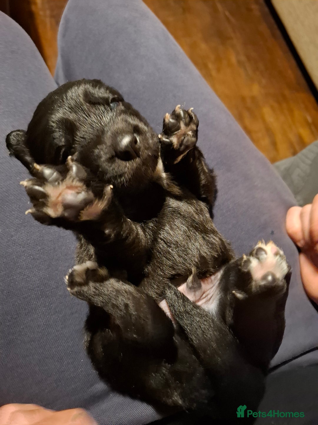 Borador dogs for sale: Borador puppies - Image 1