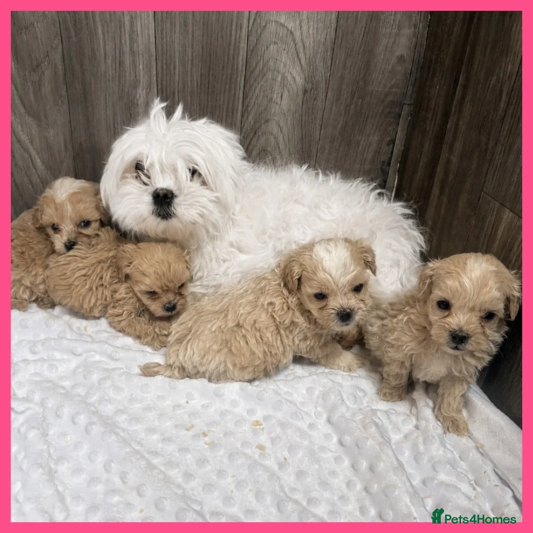 Maltipoo dogs for sale: Stunning maltipoo puppies - Advert 1