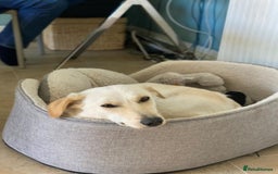 Mixed Breed dogs for adoption: Snow- surrendered by her family after 5 years  - Image 2