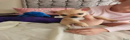 Chihuahua dogs for sale: Chihuahua - Advert 15
