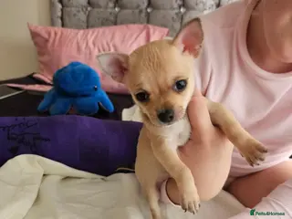 Chihuahua dogs Smooth coat tiny Chihuahua Boys****** - Advert 6