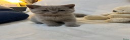 British Shorthair cats for sale: Stunning British Shorthair Lilac are available  - Advert 3