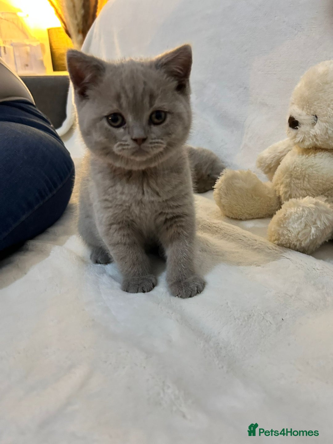British Shorthair cats for sale: Stunning British Shorthair Lilac are available  - Advert 3