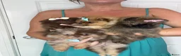 Pomeranian dogs for sale: KC registered Pretty Pomeranian Puppies - Advert 18